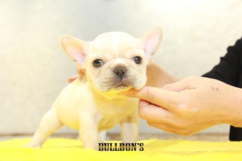 成約済の東京都のフレンチブルドッグ-96330の7枚目