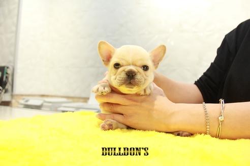 成約済の東京都のフレンチブルドッグ-96330の5枚目