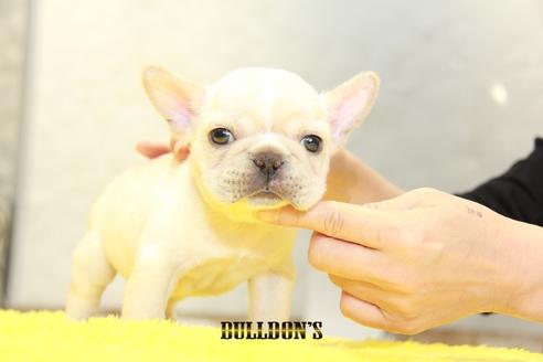 成約済の東京都のフレンチブルドッグ-96330の2枚目