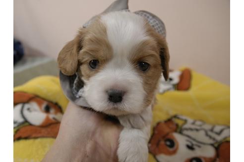 成約済の埼玉県のキャバリアキングチャールズスパニエル-96356の10枚目