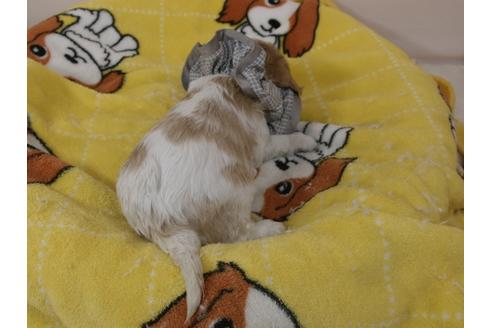 成約済の埼玉県のキャバリアキングチャールズスパニエル-96356の9枚目