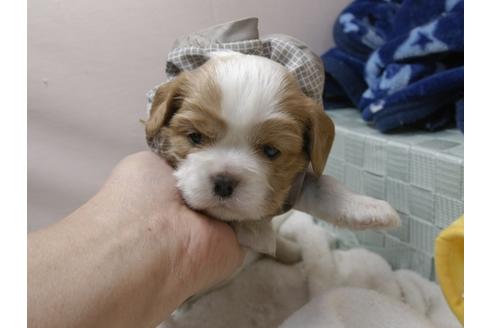 成約済の埼玉県のキャバリアキングチャールズスパニエル-96356の8枚目