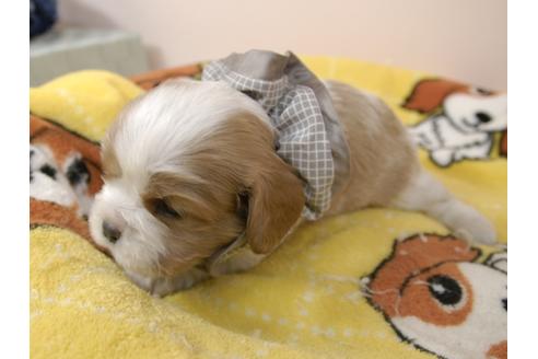 成約済の埼玉県のキャバリアキングチャールズスパニエル-96356の7枚目
