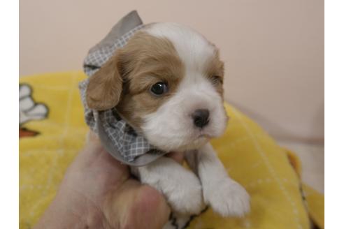 成約済の埼玉県のキャバリアキングチャールズスパニエル-96356の6枚目