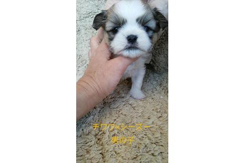成約済の宮崎県のミックス犬-96371の1枚目