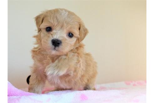 成約済の熊本県のミックス犬-96382の1枚目