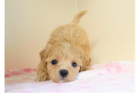成約済の熊本県のミックス犬-96382の4枚目