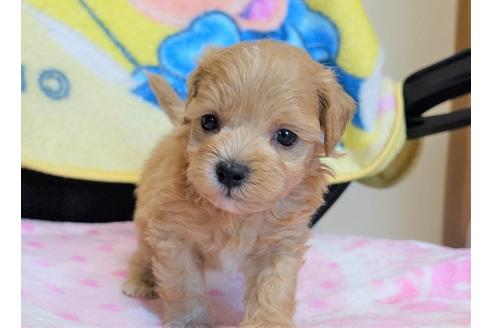 成約済の熊本県のミックス犬-96382の3枚目