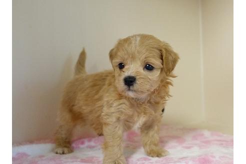 成約済の熊本県のミックス犬-96382の2枚目