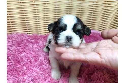 成約済の秋田県のマルシーズー:マルチーズ×シーズー-96520の11枚目