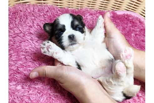 成約済の秋田県のマルシーズー:マルチーズ×シーズー-96520の10枚目