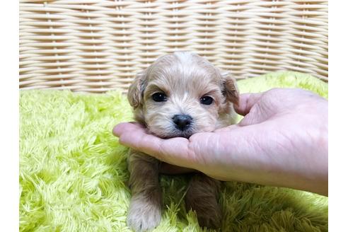 成約済の秋田県のチワプー:チワワ×トイプードル-96526の1枚目