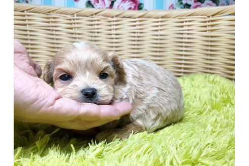 成約済の秋田県のチワプー:チワワ×トイプードル-96526の3枚目