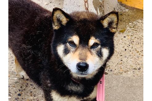 成約済の茨城県の柴犬-96531の1枚目