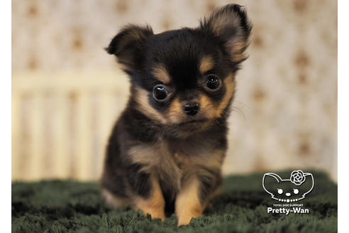 成約済の愛知県のチワワ(ロングコート)-96580の5枚目