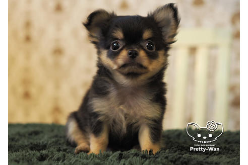 成約済の愛知県のチワワ(ロングコート)-96580の6枚目