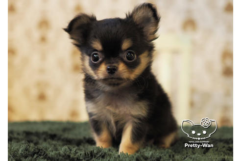 成約済の愛知県のチワワ(ロングコート)-96580の4枚目