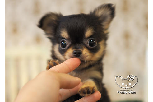 成約済の愛知県のチワワ(ロングコート)-96580の1枚目