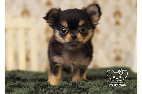 成約済の愛知県のチワワ(ロングコート)-96580の2枚目