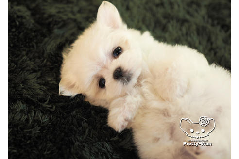 成約済の愛知県のマルチーズ-96581の6枚目