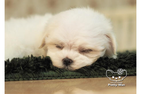 成約済の愛知県のマルチーズ-96581の7枚目