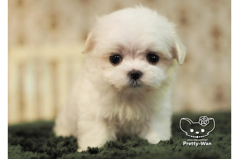 成約済の愛知県のマルチーズ-96581の4枚目