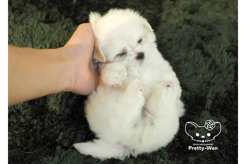 成約済の愛知県のマルチーズ-96581の5枚目