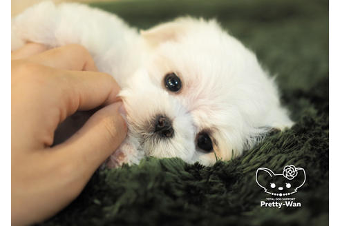 成約済の愛知県のマルチーズ-96581の3枚目