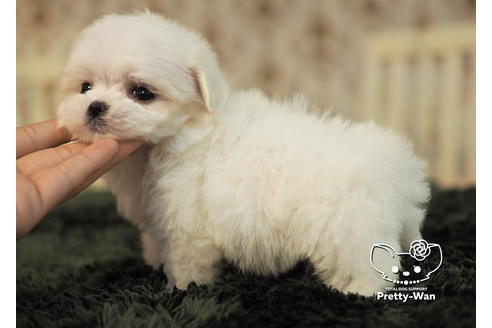 成約済の愛知県のマルチーズ-96581の2枚目