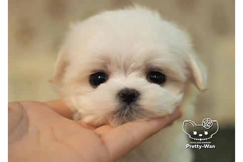 成約済の愛知県のマルチーズ-96581の1枚目