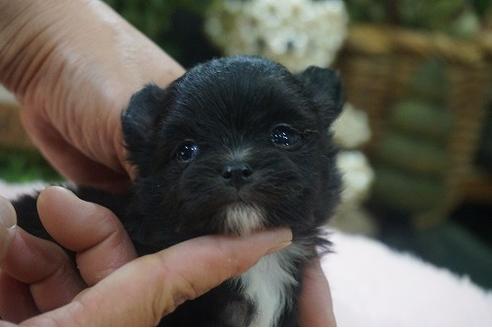 子犬