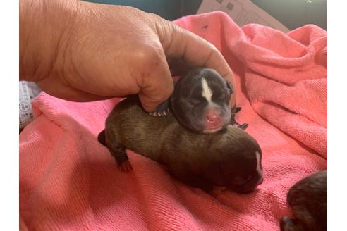 成約済の岐阜県のミックス犬-96637の8枚目