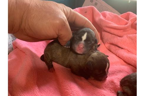 成約済の岐阜県のミックス犬-96640の8枚目