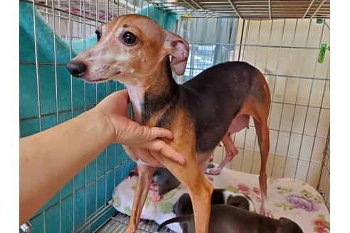 成約済の愛知県のイタリアングレーハウンド(イタグレ)-96484の2枚目