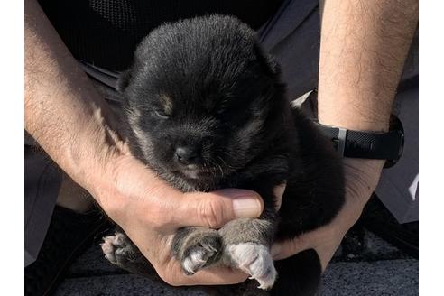 成約済の長崎県の柴犬-96656の10枚目