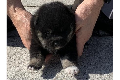 成約済の長崎県の柴犬-96656の9枚目