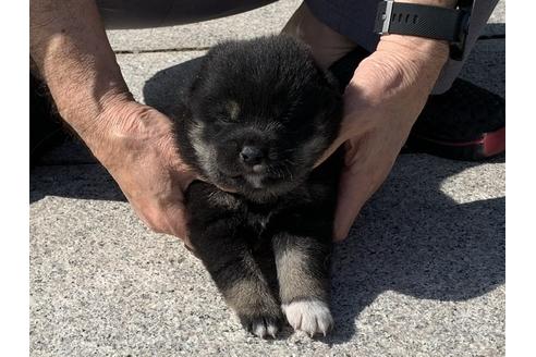 成約済の長崎県の柴犬-96656の8枚目