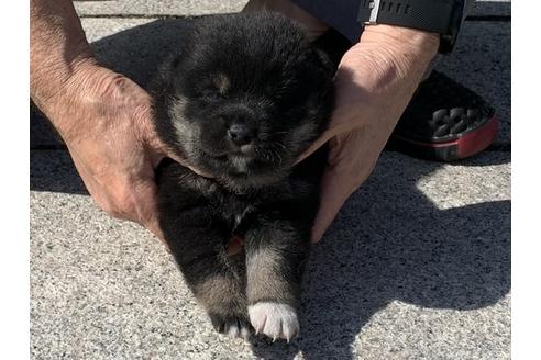 成約済の長崎県の柴犬-96656の7枚目