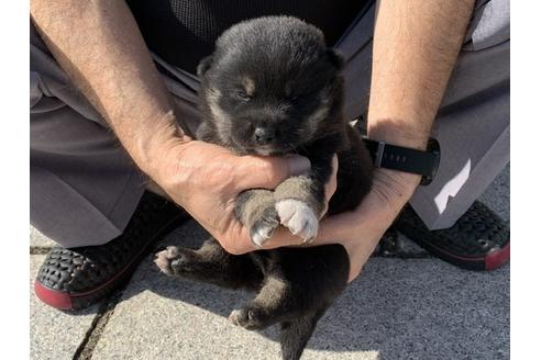 成約済の長崎県の柴犬-96656の6枚目