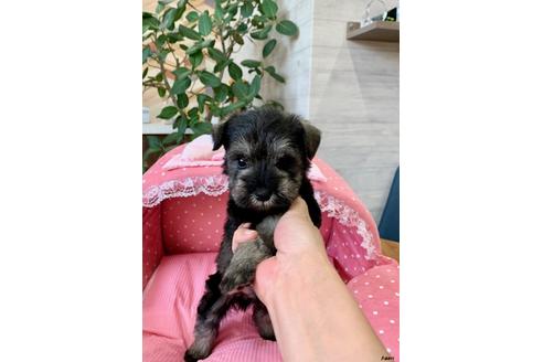 成約済の大阪府のミニチュアシュナウザー-96672の2枚目