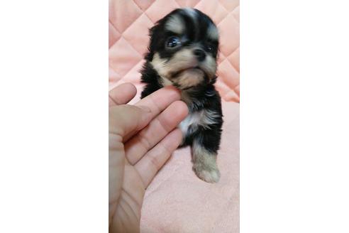 成約済の宮崎県のミックス犬-96680の2枚目