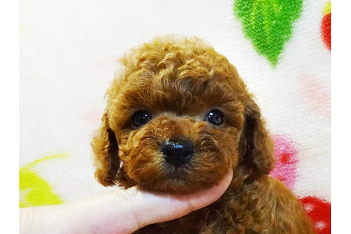 成約済の千葉県のティーカッププードル-96698の1枚目