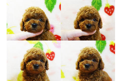 成約済の千葉県のティーカッププードル-96698の6枚目