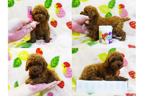 成約済の千葉県のティーカッププードル-96698の5枚目