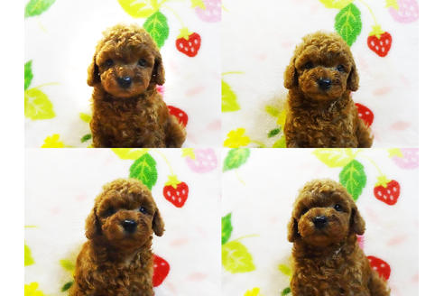 成約済の千葉県のティーカッププードル-96698の4枚目