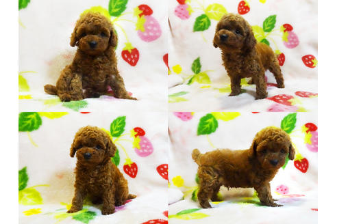 成約済の千葉県のティーカッププードル-96698の3枚目