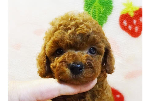 成約済の千葉県のティーカッププードル-96698の2枚目