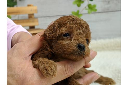 成約済の静岡県のタイニープードル-95338の2枚目