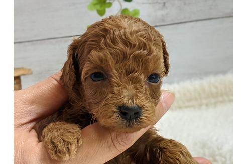 成約済の静岡県のタイニープードル-95338の3枚目