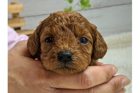 成約済の静岡県のトイプードル-95337の1枚目
